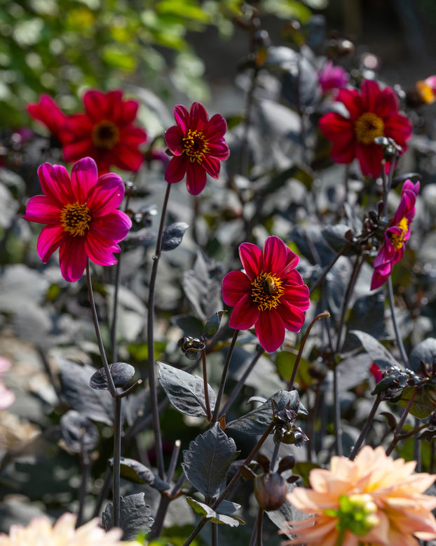 Dahlia 'HS Romeo'
