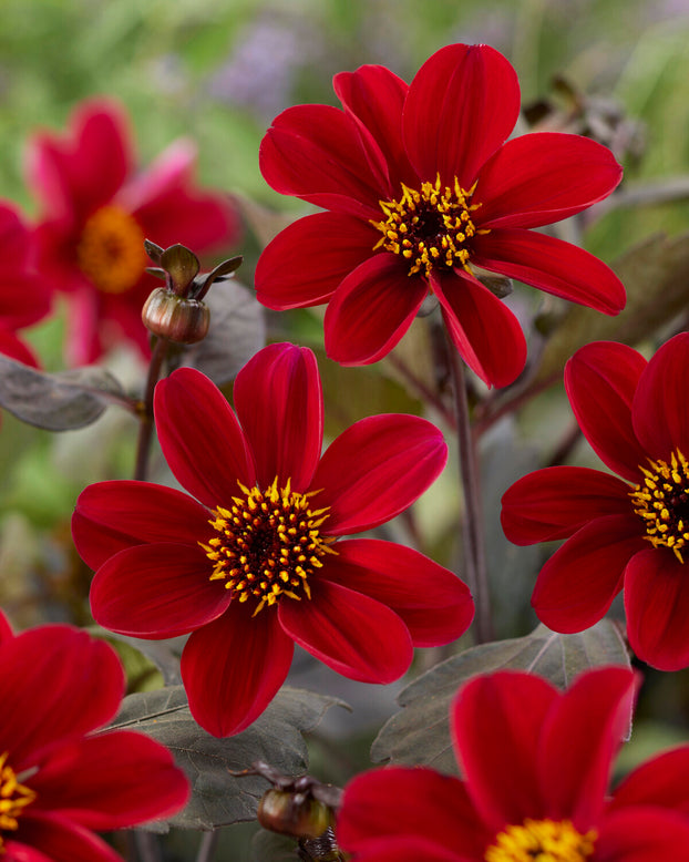 Dahlia 'HS Romeo'