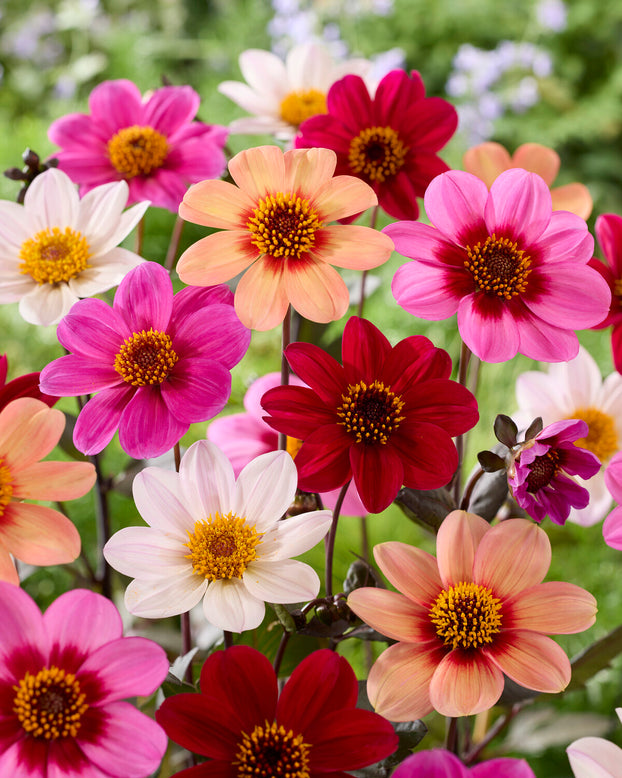 Dahlia 'HS Romeo'