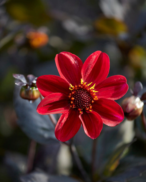 Dahlia 'HS Romeo'
