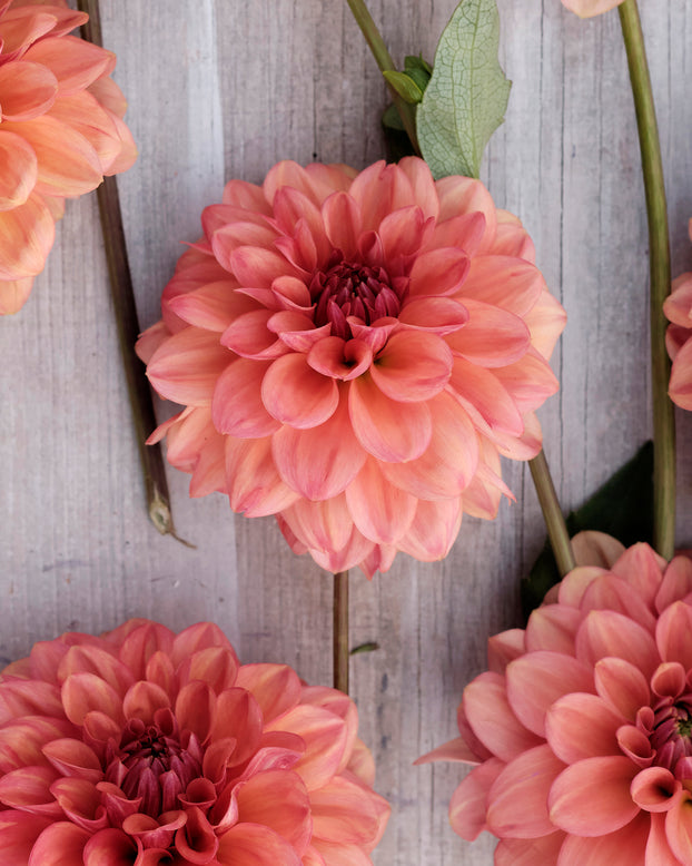 Dahlia 'Iced Tea'