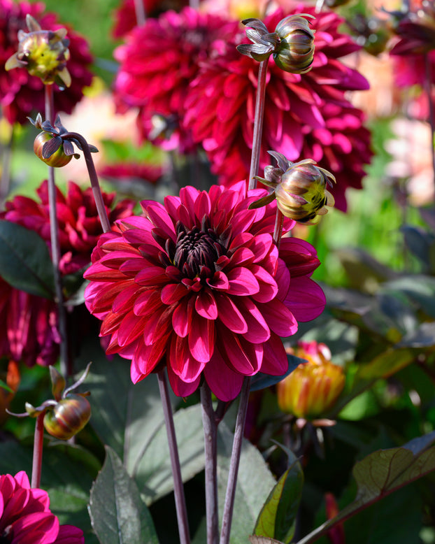 Dahlia 'Jennifer Mary Ellen'