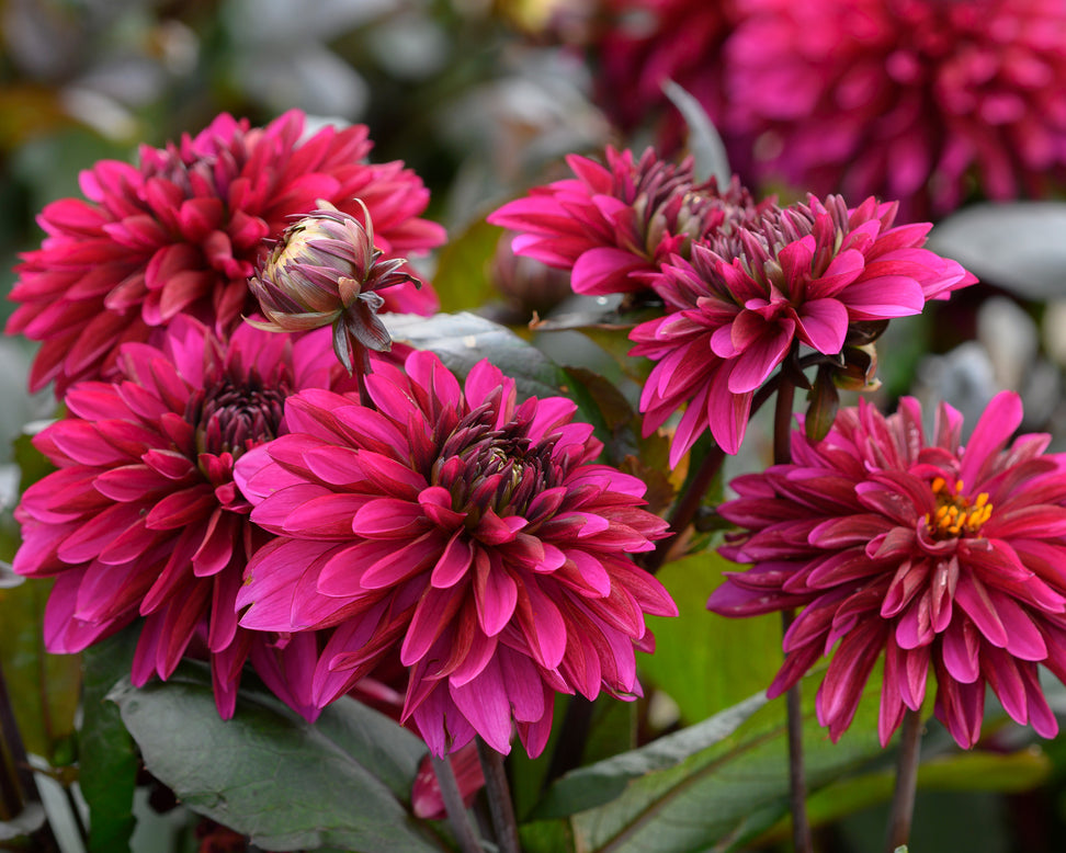 Dahlia 'Jennifer Mary Ellen'