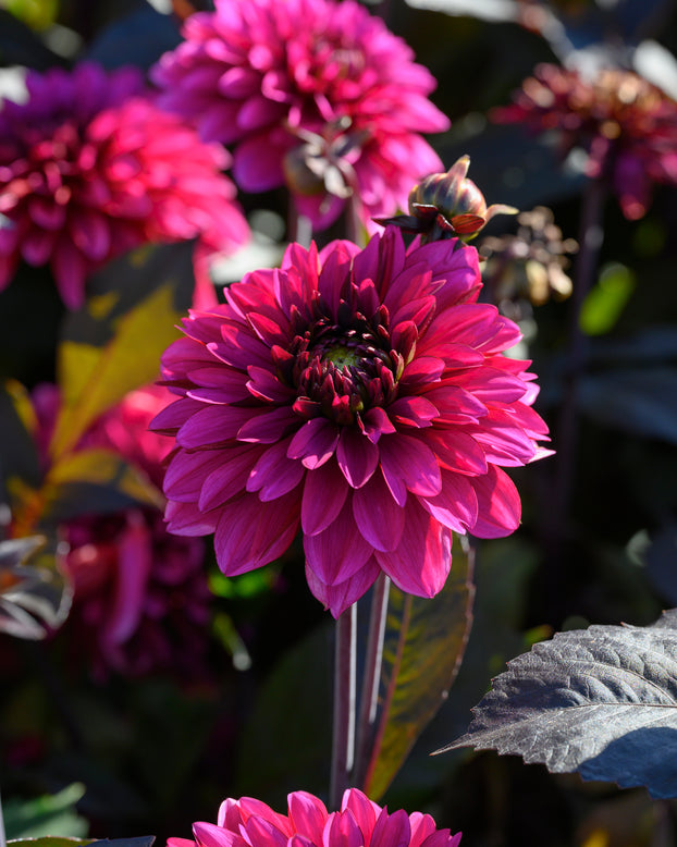 Dahlia 'Jennifer Mary Ellen'