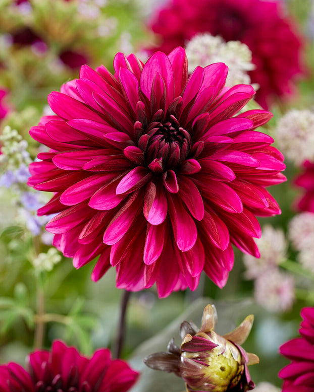 Dahlia 'Jennifer Mary Ellen'