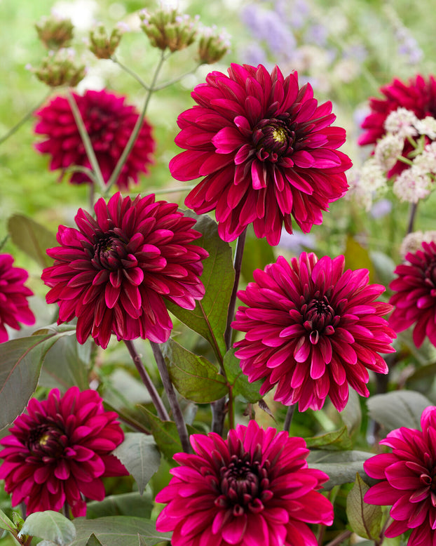 Dahlia 'Jennifer Mary Ellen'