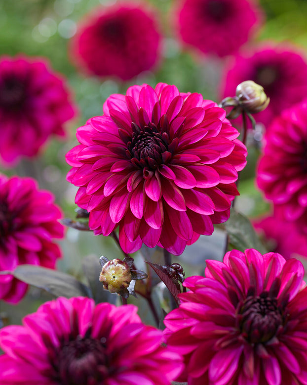 Dahlia 'Jennifer Mary Ellen'