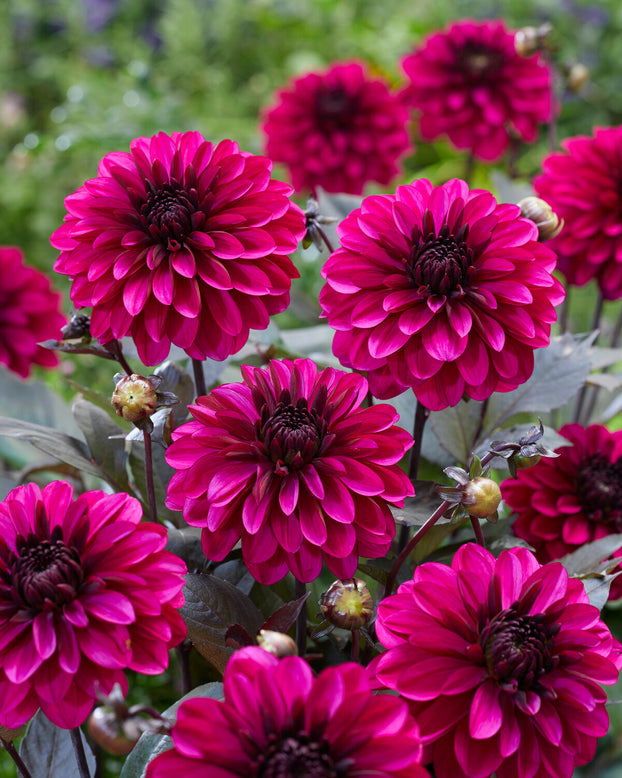 Dahlia 'Jennifer Mary Ellen'