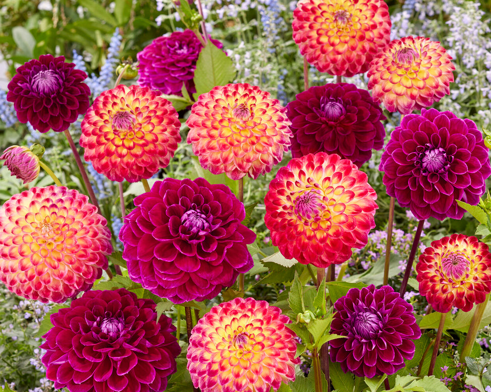 Dahlia 'Jowey Arenda'