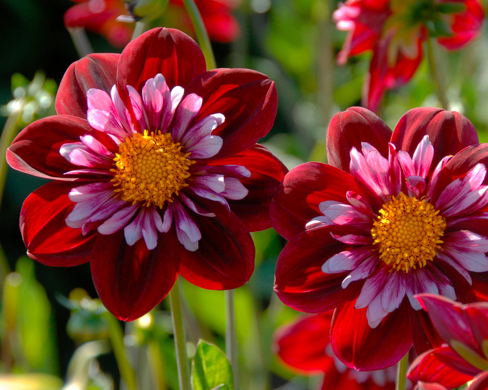 Dahlia 'Joyful Investment'