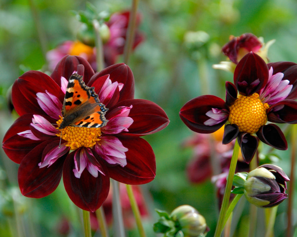 Dahlia 'Joyful Investment'