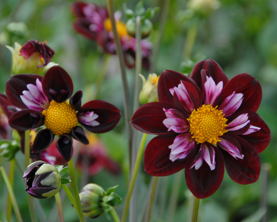 Dahlia 'Joyful Investment'