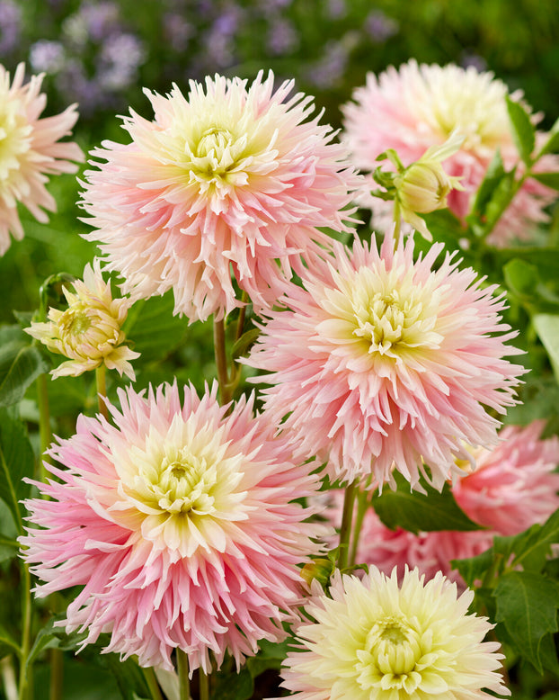 Dahlia 'Just Married'