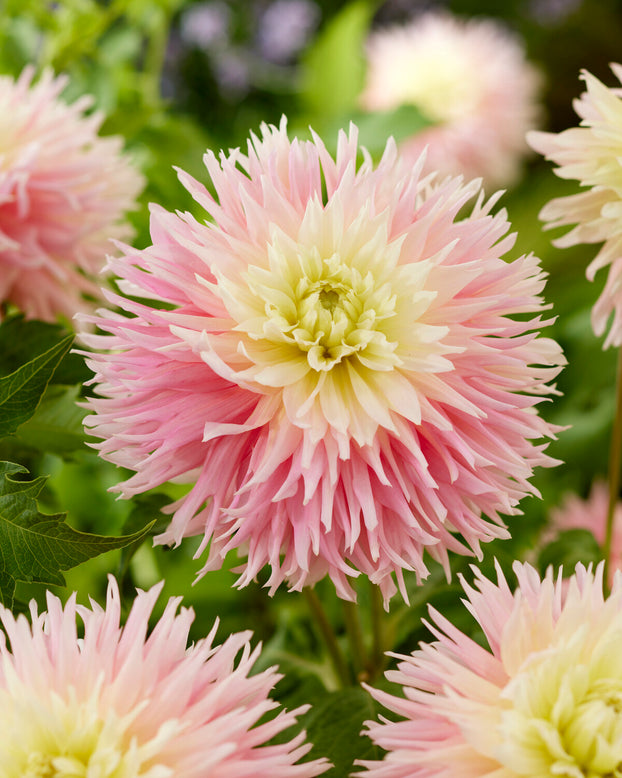 Dahlia 'Just Married'