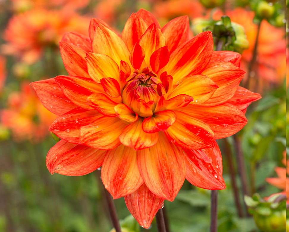 Dahlia 'Karma Fiesta'