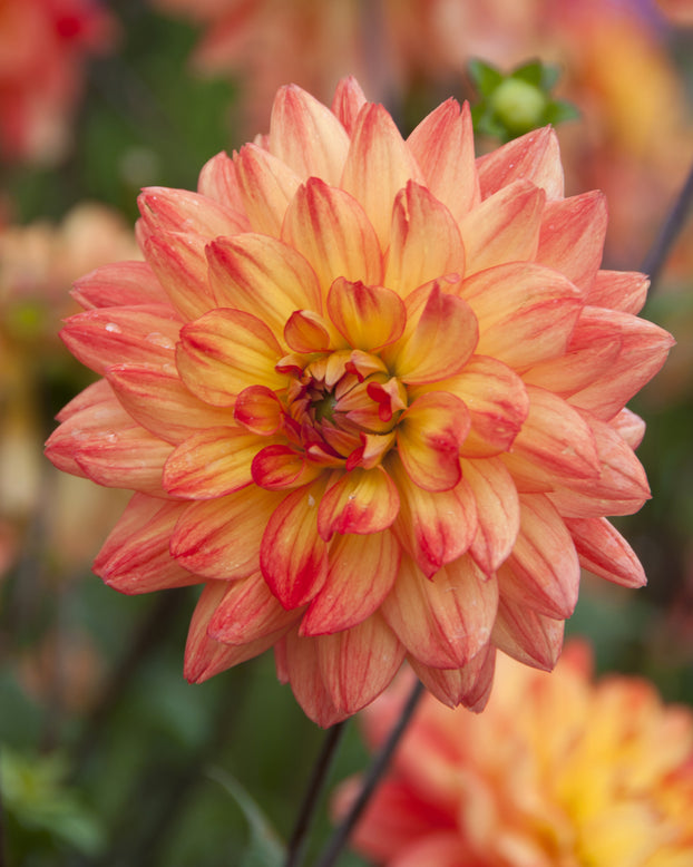 Dahlia 'Karma Fiesta'