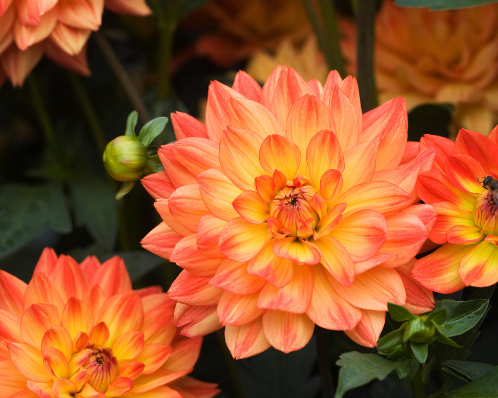 Dahlia 'Karma Fiesta'