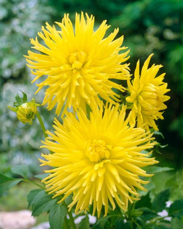 Dahlia 'Kennemerland'