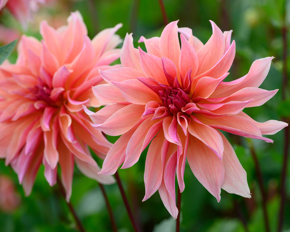 Dahlia 'Labyrinth'