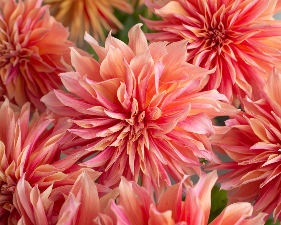 Dahlia 'Labyrinth'