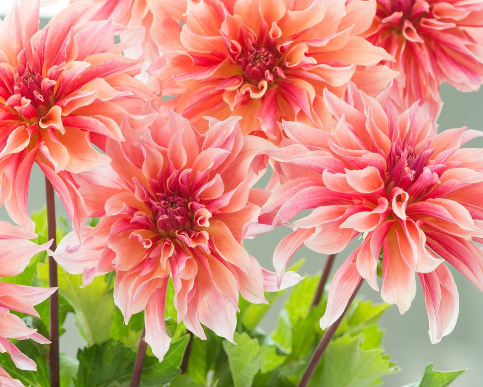 Dahlia 'Labyrinth'