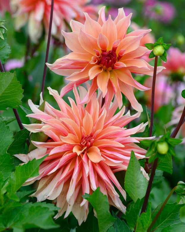 Dahlia 'Labyrinth'