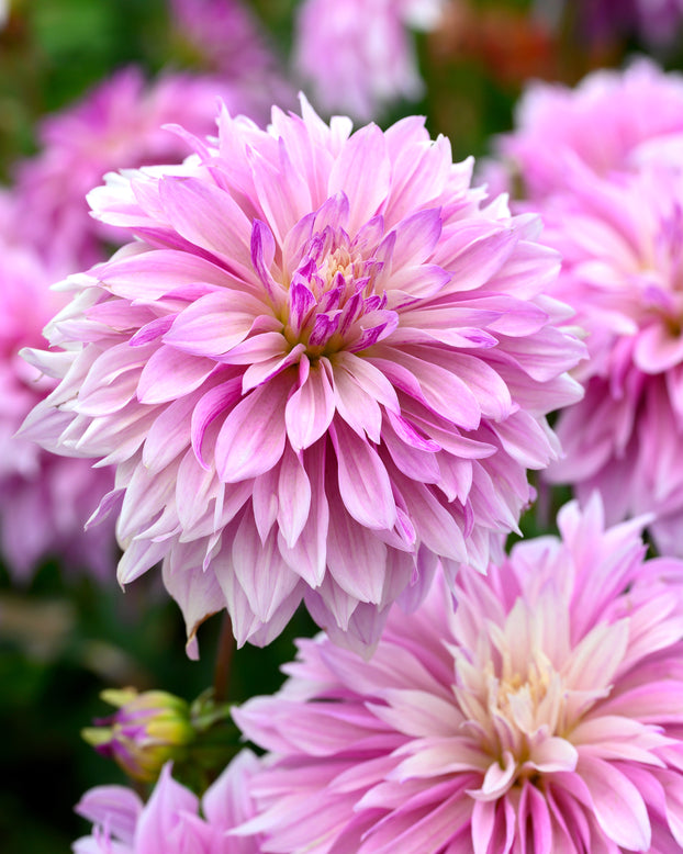 Dahlia 'Labyrinth Two Tone'