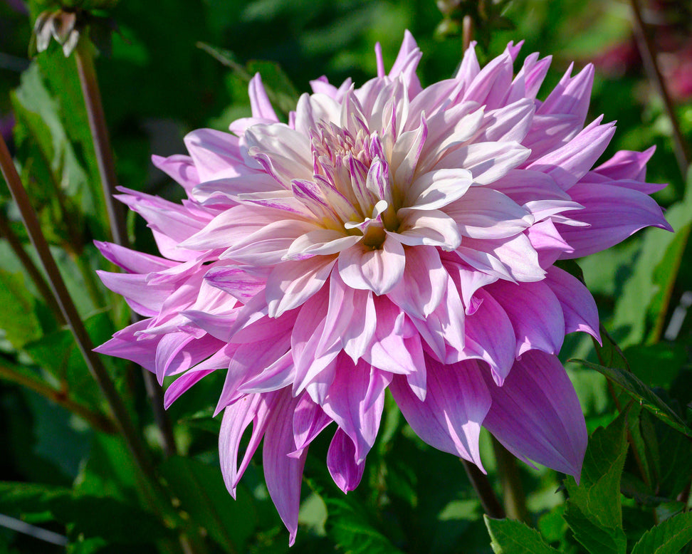 Dahlia 'Labyrinth Two Tone'