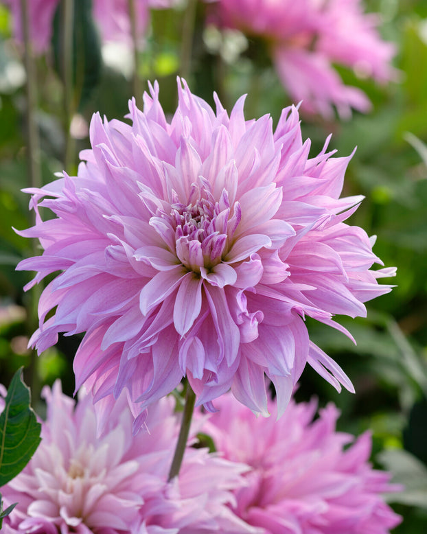 Dahlia 'Labyrinth Two Tone'