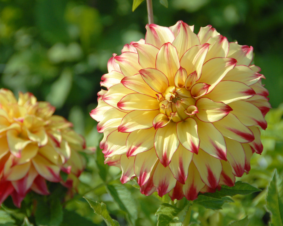 Dahlia 'Lady Darlene'