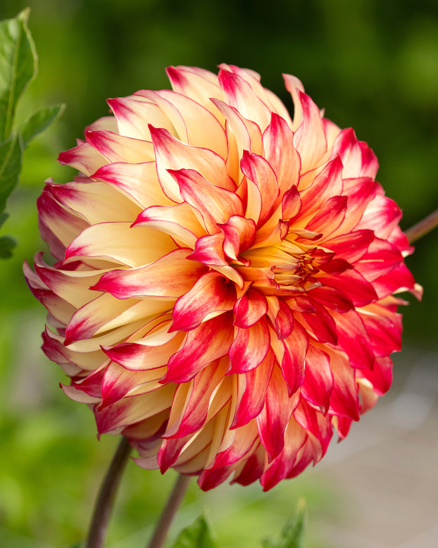 Dahlia 'Lady Darlene'