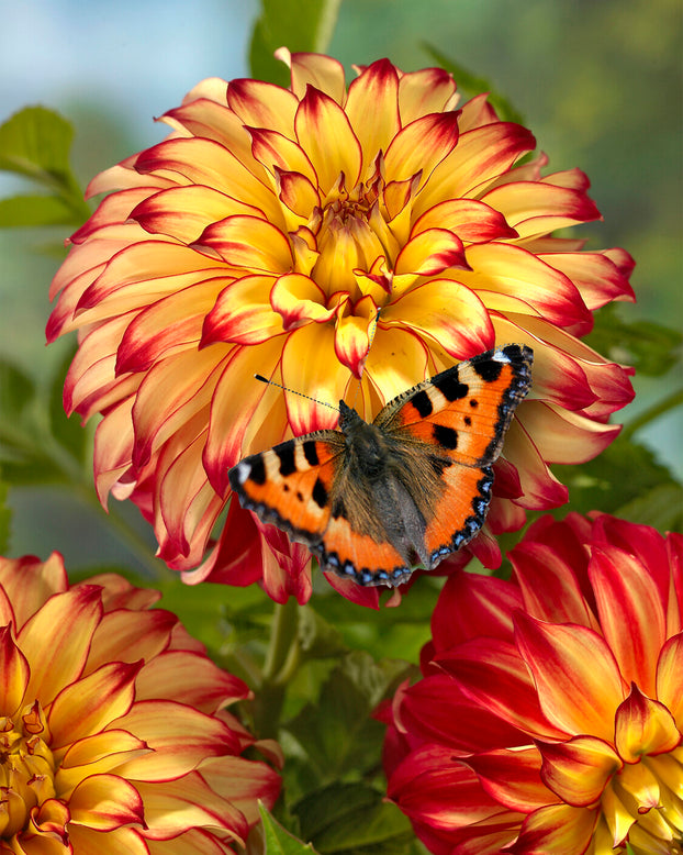 Dahlia 'Lady Darlene'