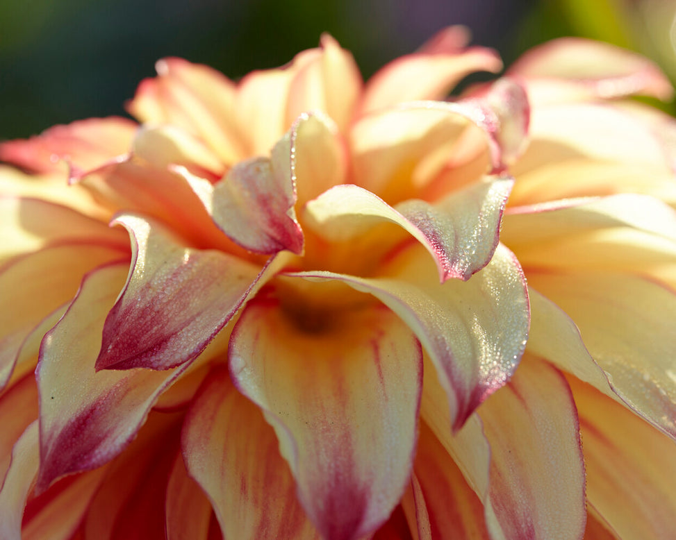 Dahlia 'Lady Darlene'