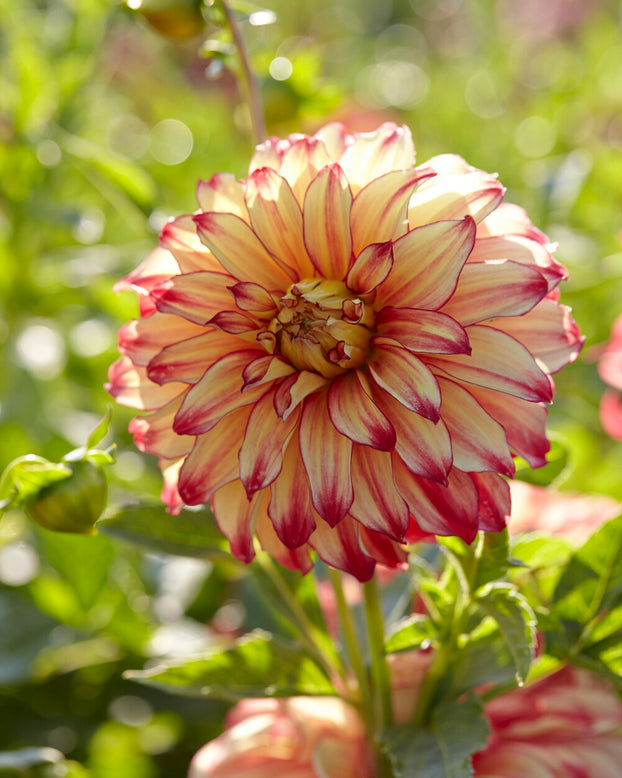 Dahlia 'Lady Darlene'