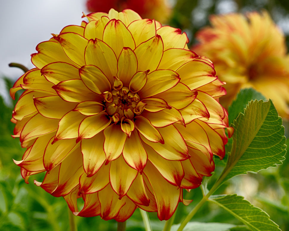 Dahlia 'Lady Darlene'