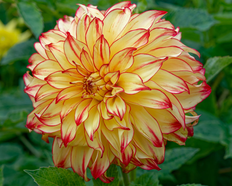 Dahlia 'Lady Darlene'