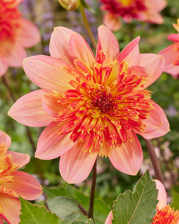 Dahlia 'Lava Glow'