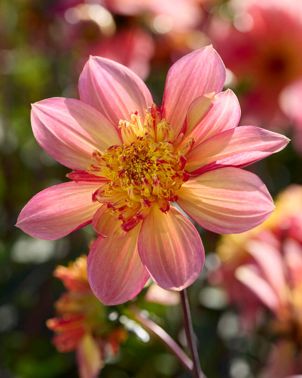 Dahlia 'Lava Glow'