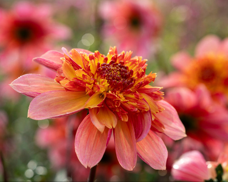 Dahlia 'Lava Glow'