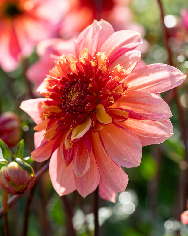 Dahlia 'Lava Glow'
