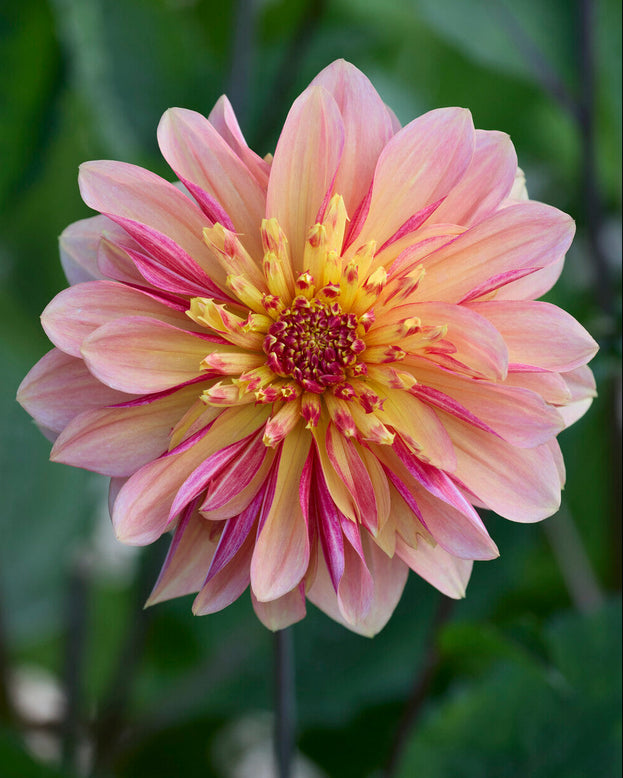Dahlia 'Lava Glow'