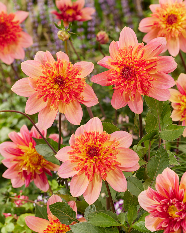 Dahlia 'Lava Glow'