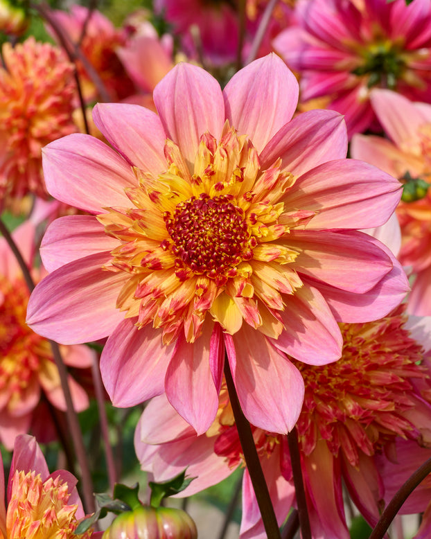 Dahlia 'Lava Glow'