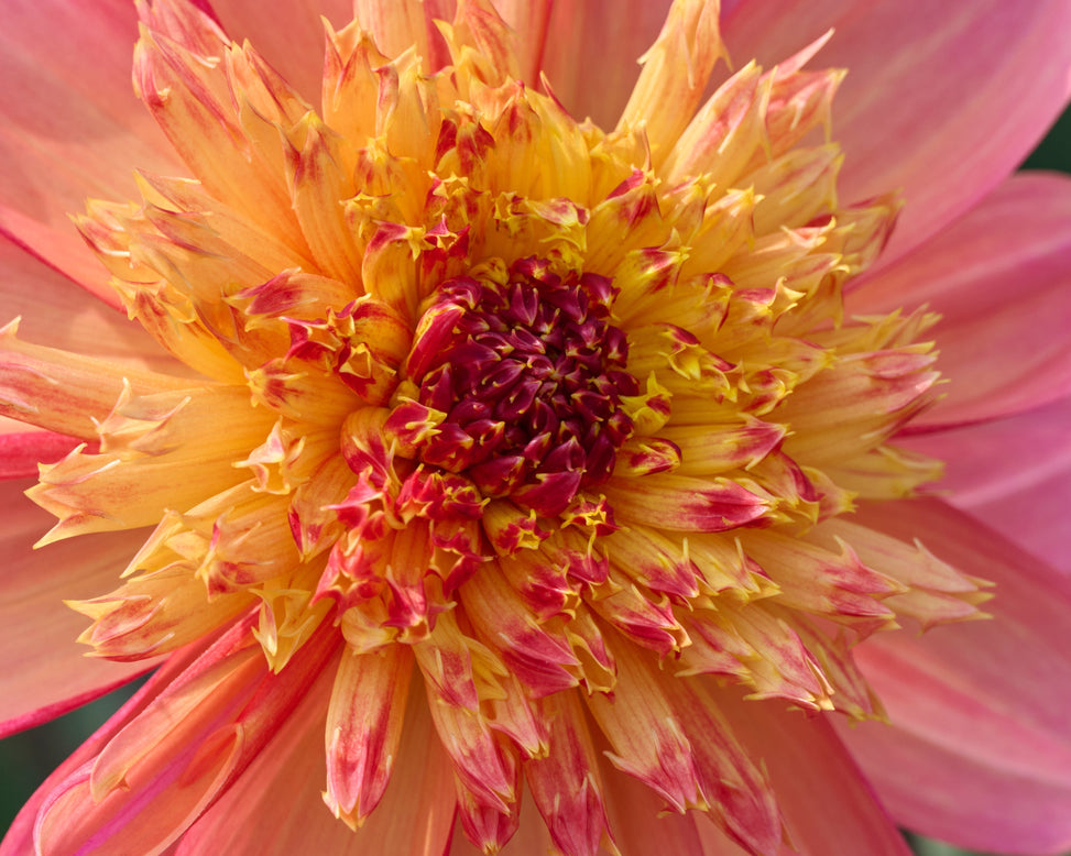 Dahlia 'Lava Glow'