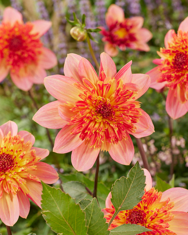 Dahlia 'Lava Glow'