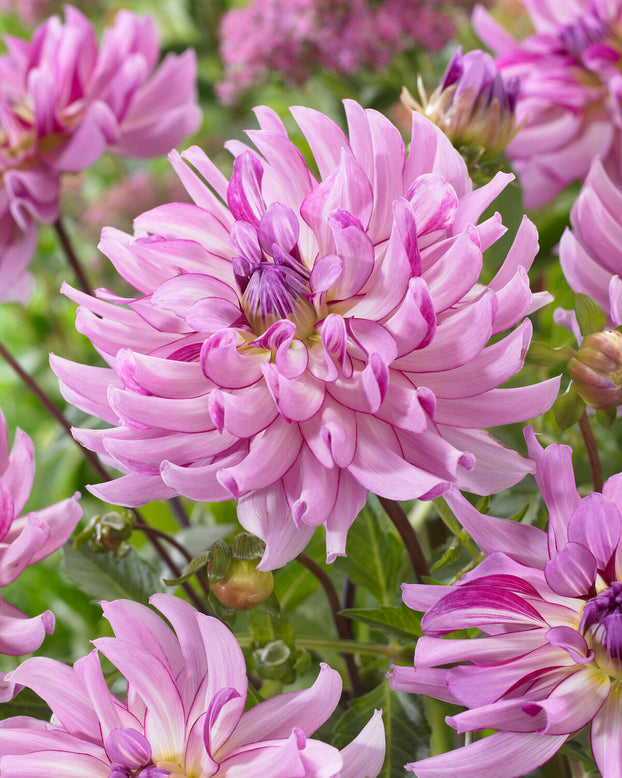 Dahlia 'Leila Savanna Rose'