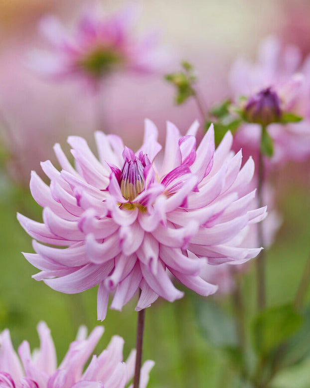 Dahlia 'Leila Savanna Rose'