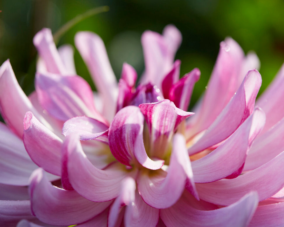 Dahlia 'Leila Savanna Rose'