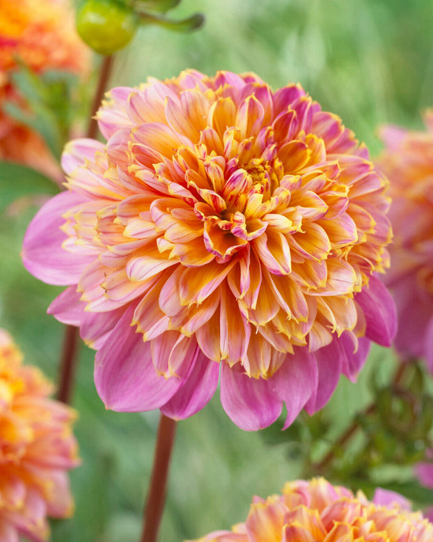 Dahlia 'Life Style'