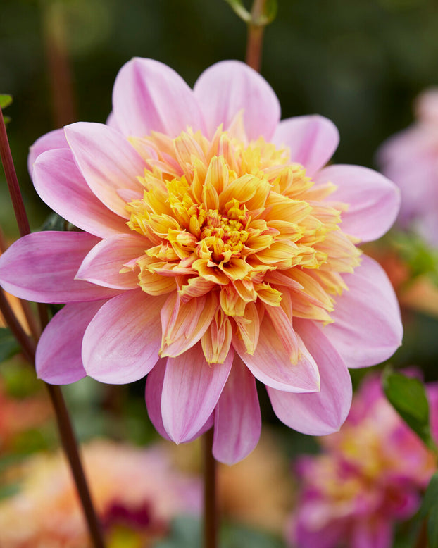 Dahlia 'Life Style'